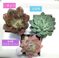 ✨同梱600円♥️29 くまどり(小)／おらいさん苗 ミックスベリア 多肉植物 ✨♥️29 くまどり(小)／おらいさん苗 ミックスベリア 多肉植物