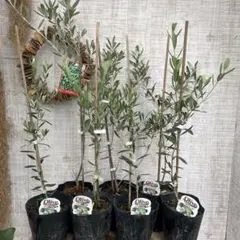 2025年最新】オリーブの木 ミッションの人気アイテム - メルカリ