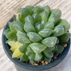 2026年最新】ハオルチアオブツーサ錦の人気アイテム - メルカリ