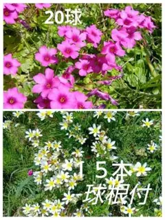 多肉植物☆アルブカ フミリス開花苗☆花はバニラの香り☆耐寒性多年草
