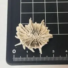 貝殻標本 小さな貝殻 ヤドカリのお宿 置物
