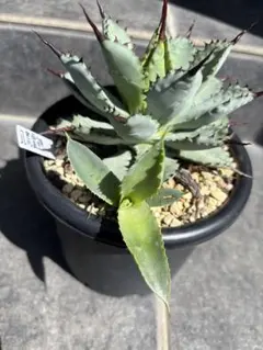 アガベ ホリダ 極上株 極上強刺 Agave horrida 球状株 - メルカリ