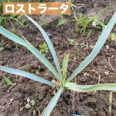 ユッカ＊ロストラータ＊苗高18センチ＊2025年9月播種＊抜き苗発送