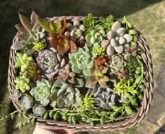 多肉植物　カット苗　詰め合わせ（大）