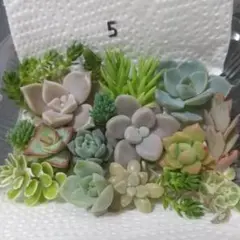多肉植物 ⑤カット苗詰め合わせ