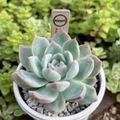 多肉植物 リンゼアナxホーリンゼ TYさん苗 自家受粉 - メルカリ