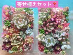 お得2点セット❣️韓国苗入り寄せ植えセット❣️カット苗詰め合わせ　多肉弁当