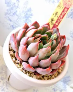 ❤️専用出品❤️おらいさん苗　ミックスベリア　　　❤️赤鬼❤️発根開始♪　札なし 2026年最新】おらいさん苗赤鬼の人気アイテム - メルカリ