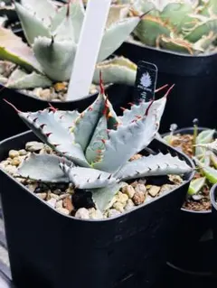 2026年最新】屈原 甲蟹の人気アイテム - メルカリ