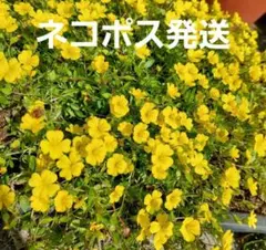 メカルドニア　メカルドニア苗　グランドカバー　花苗　【え】のサムネイル