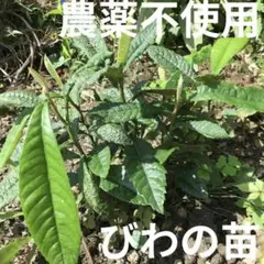 【農薬不使用】びわの苗 枇杷の苗 抜き苗 葉も種も使える シンボルツリーに☆ ①