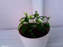 パタリロ様 リクエスト 4点 まとめ商品（三宝柑、筆柿、はるみ、なつみの苗）