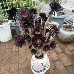 特大アエオニウム 黒法師 多肉植物 寄せ植え　抜き苗のサムネイル