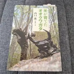 米が育てたオオクワガタ