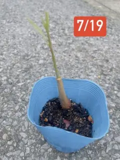訳あり】完熟ドリアン 3kg 佐川冷蔵発送 - メルカリ