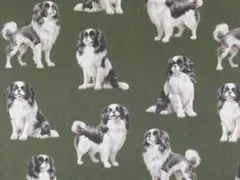 【ゆきちゃん限定】X2583-1 狆（チン）柄 カーキ コットン生地 1m