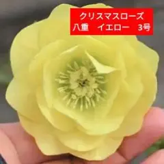 クリスマスローズ苗　3種類 (ポットのままメルカリ便発送) img_cache_q_36973_1_1719286122