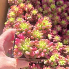 多肉植物 韓国苗 虹の玉錦 抜き苗