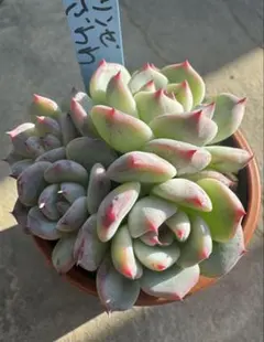 2025年最新】ラウリンゼ ざわわの人気アイテム - メルカリ