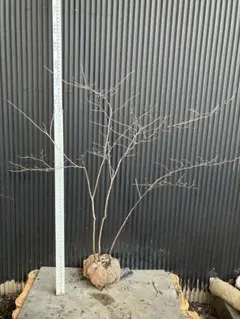 2026年最新】山採り ナツハゼの人気アイテム - メルカリ