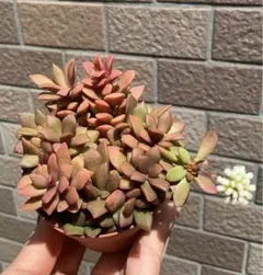 多肉植物　桜吹雪と紅稚児　抜き苗