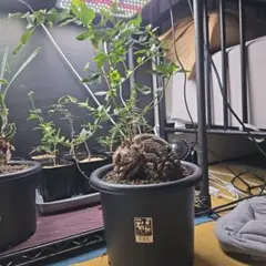 特大アフリカ亀甲竜　休眠しそうです。のサムネイル