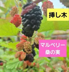 ☆スイートマルベリー☆抜き苗☆四季なり☆食用☆1本で結実☆画像2