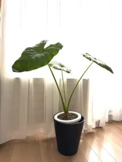 ホワイト坊や様 リクエスト 2点 まとめ商品