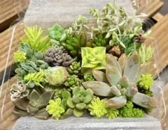 多肉植物 セダム エケベリア 色々⭐︎カット苗詰め合わせ
