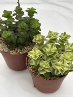 多肉植物 南十字星錦 南十字星 (カット苗) ２点セット