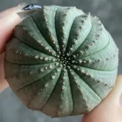 公*勝様 B14363★オークション販売★ ユーフォルビア オベサ モンスト 極 世田谷プランツマーケット on X: 