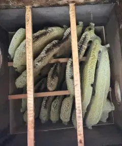 Yutaka Watanabe様 リクエスト 2点 まとめ商品