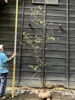 85 山採り　ナツハゼ 山採り ナツハゼ 自然樹形 楽天市場】【現品】山採り【ナツハゼ】夏櫨