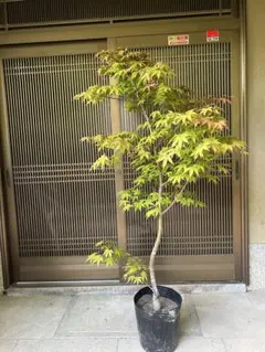 モミジ 夏金葉｜イロハモミジ系 H90cm前後｜紅葉 カエデ 接木 庭木盆栽