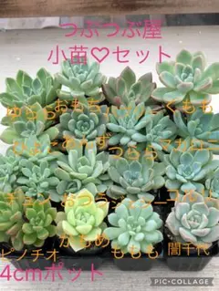 多肉植物 KAMIさん苗♡小苗セット - メルカリ