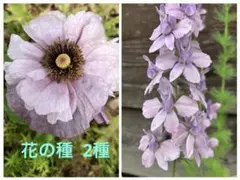 花の種 2種 ポピー アメージンググレイ＆千鳥草ラークスパーアールグレイのサムネイル