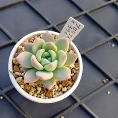 くりはらゆみこ様 リクエスト 2点 まとめ商品