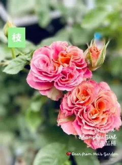 2026年最新】上海ガール バラの人気アイテム - メルカリ