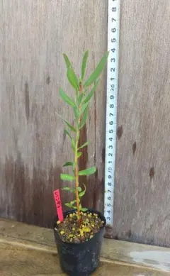 Yuu様 リクエスト 3点 まとめ商品