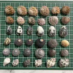 No.11 貝殻 巻貝 ヤドカリ 宿替え 引越し 多種多サイズ