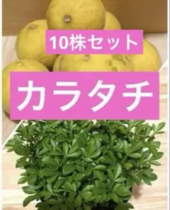 2025年最新】カラタチ 苗の人気アイテム - メルカリ