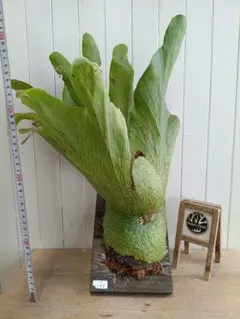 P. hillii 'Dragon Scale' ①子株ビカクシダ仕上がり抜群！ - メルカリ