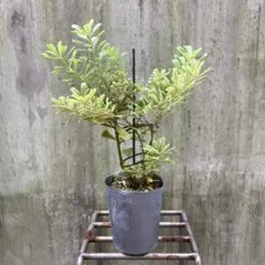 憧れのミモザの希少品種 ☘ シダレミモザ アカシア ☘ 枝垂れ 苗