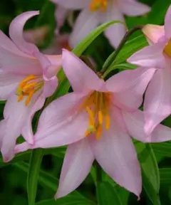 山野草 ヒメサユリ