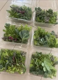 ✾おまかせカット苗 ご購入前にお願いをご一読ください˖*多肉植物 寄せ