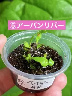 sojirontale様 リクエスト 4点 まとめ商品