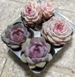 カンタン様 リクエスト 2点 まとめ商品