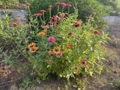 ジニア　百日草　食用　種　60粒以上