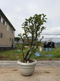 006 【一点物】オリーブ盆栽 白鉢 観葉植物 インテリア ギフト 開店