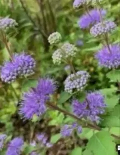 段菊　ダンギク　紫 種